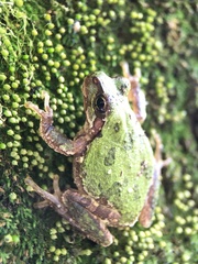 Hyla japonica