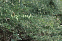 Cedrus deodara