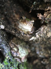 Hyla japonica