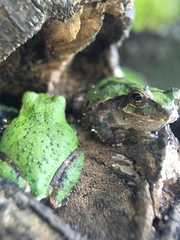 Hyla japonica