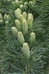 Cedrus deodara