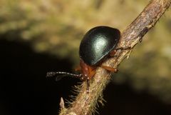 Corynomalus subcordatus