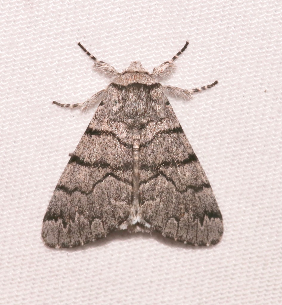 Panthea greyi