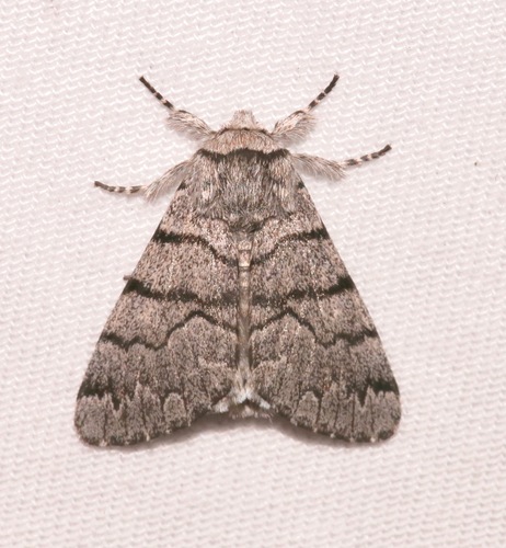 Panthea greyi