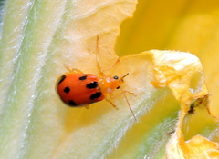 Paridea octomaculata