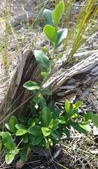 Robsonodendron eucleiforme