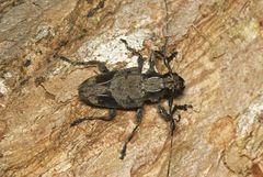 Steirastoma aethiops