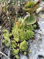 Sempervivum caucasicum, photograph (c) Наталья Пикалова, some rights reserved (CC BY)
