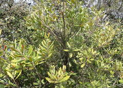 Diospyros dichrophylla