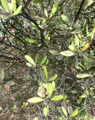 Diospyros dichrophylla