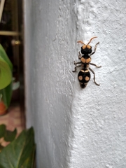 Hoplomutilla insignis