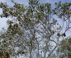 Diospyros dichrophylla