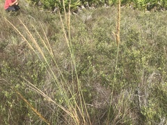 Sorghastrum secundum