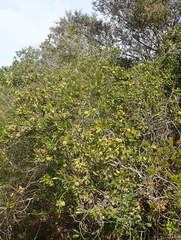 Diospyros dichrophylla