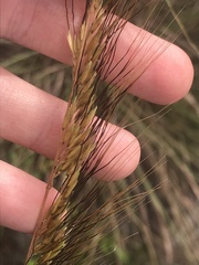 Sorghastrum secundum