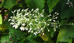 Stenanthium