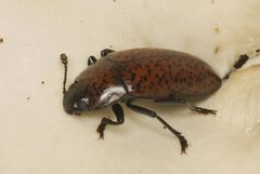 Pselaphacus nigropunctatus