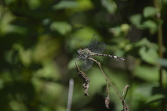 Erpetogomphus