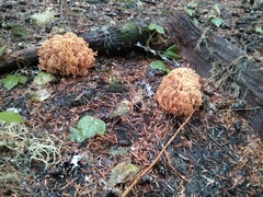Ramaria gelatinosa
