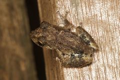 Pristimantis altamazonicus