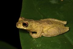 Dendropsophus brevifrons