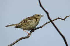 Anthus hellmayri