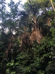 Mauritia flexuosa