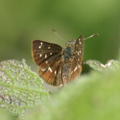 Piruna polingii