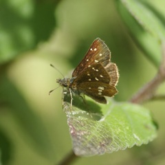 Piruna polingii