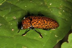 Pselaphacus nigropunctatus