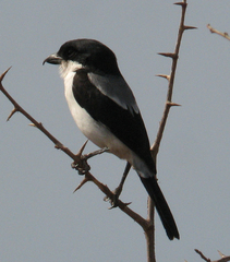 Lanius dorsalis