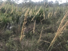 Sorghastrum secundum