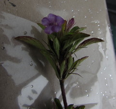 Dyschoriste capitata