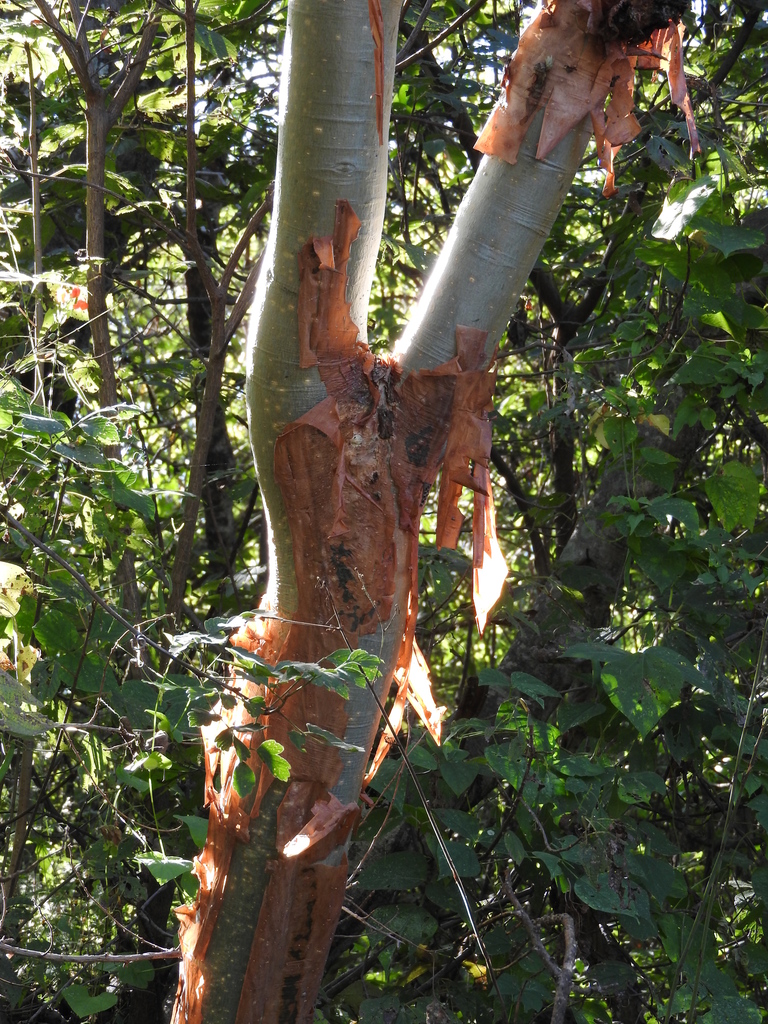 Bursera cinerea