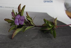 Dyschoriste capitata