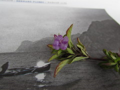 Dyschoriste capitata