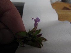 Dyschoriste capitata