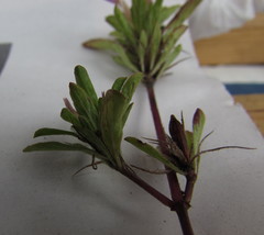 Dyschoriste capitata