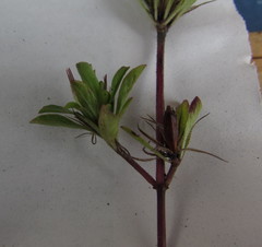 Dyschoriste capitata