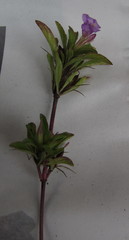 Dyschoriste capitata