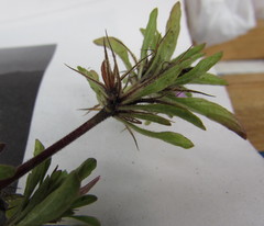 Dyschoriste capitata