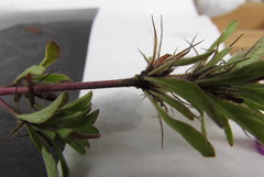 Dyschoriste capitata