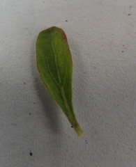 Dyschoriste capitata