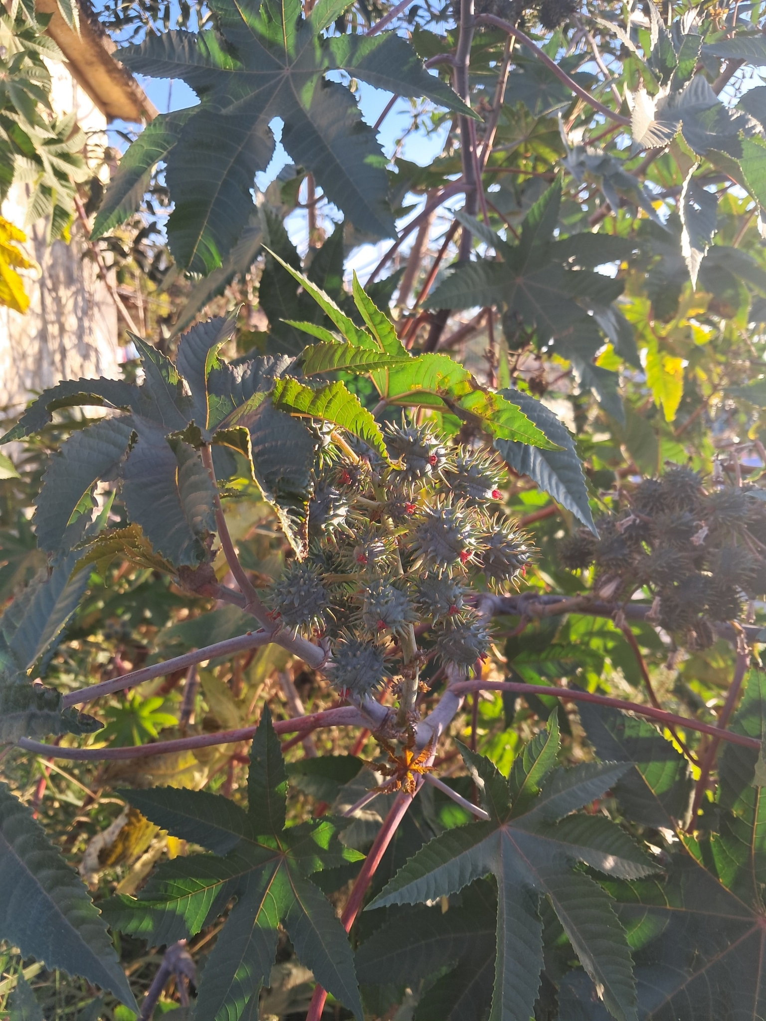 Ricinus communis