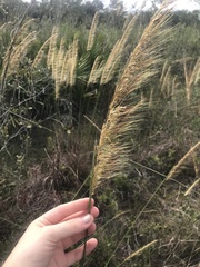 Sorghastrum secundum