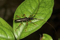 Disteniidae