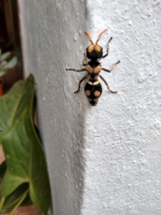 Hoplomutilla insignis