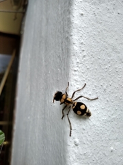 Hoplomutilla insignis