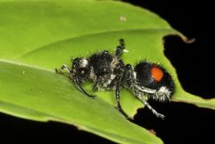 Traumatomutilla incerta