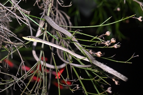 Rutherford's Vine Snake